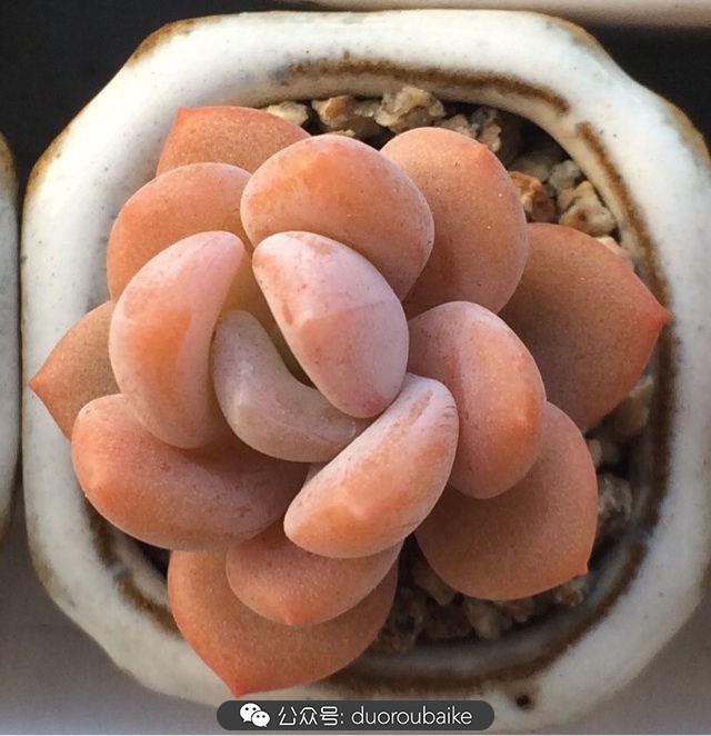 小盆多肉浸盆,小盆养多肉还用陶粒吗