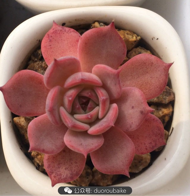 小盆多肉浸盆,小盆养多肉还用陶粒吗