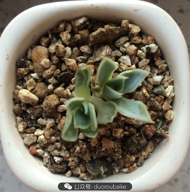 小盆多肉浸盆,小盆养多肉还用陶粒吗