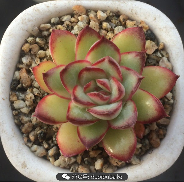 小盆多肉浸盆,小盆养多肉还用陶粒吗