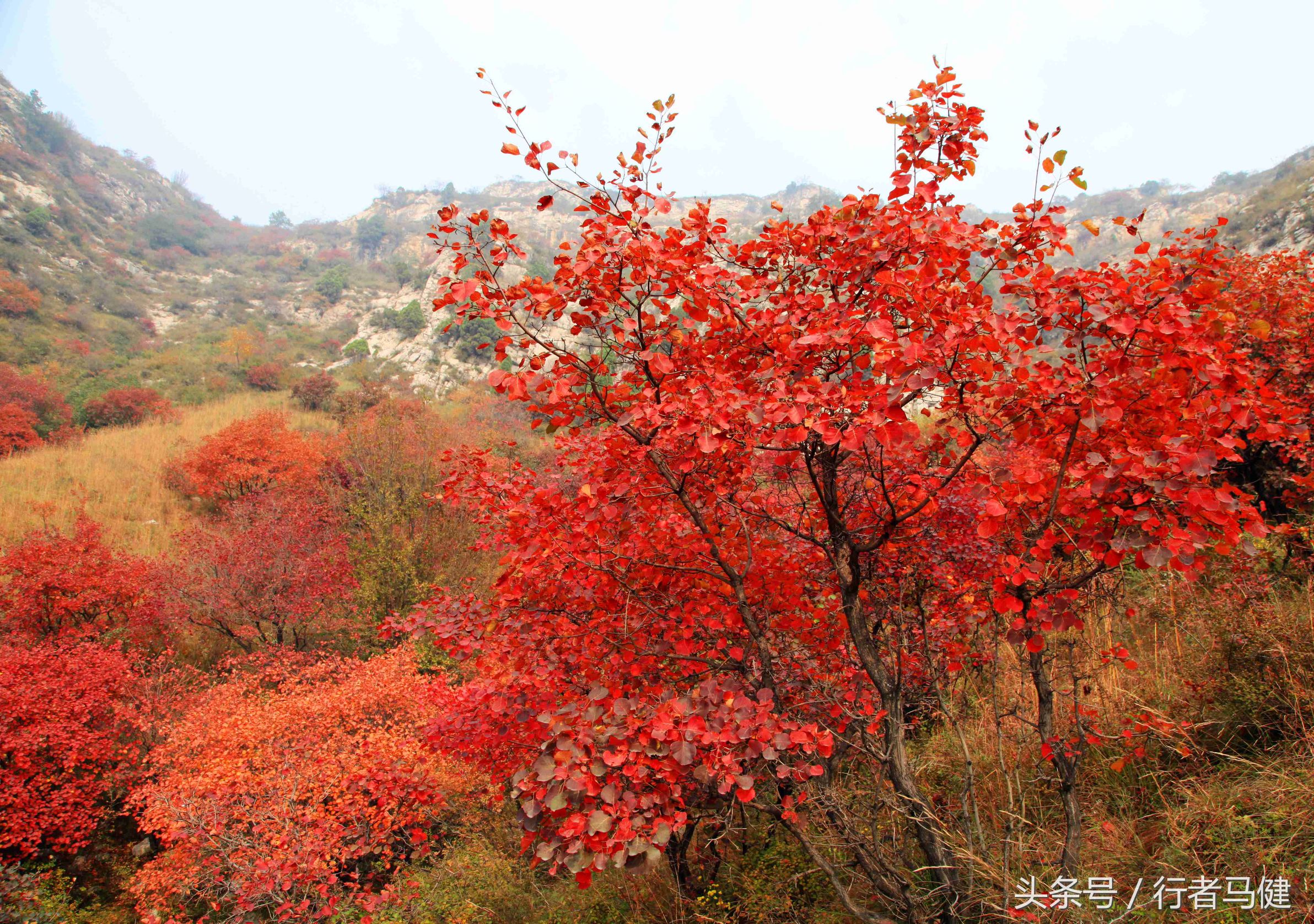 错过了邢台云梦山，太行山最大的红叶区，就相当于错过了整个秋天