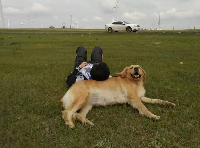 自驾川西带金毛,长途自驾带金毛