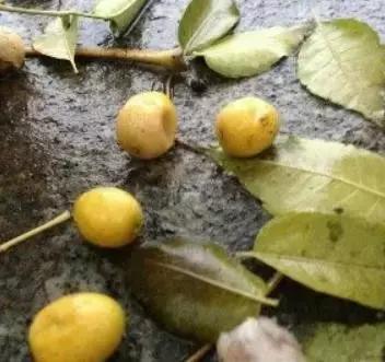 记得小时候，秋天的苦楝树