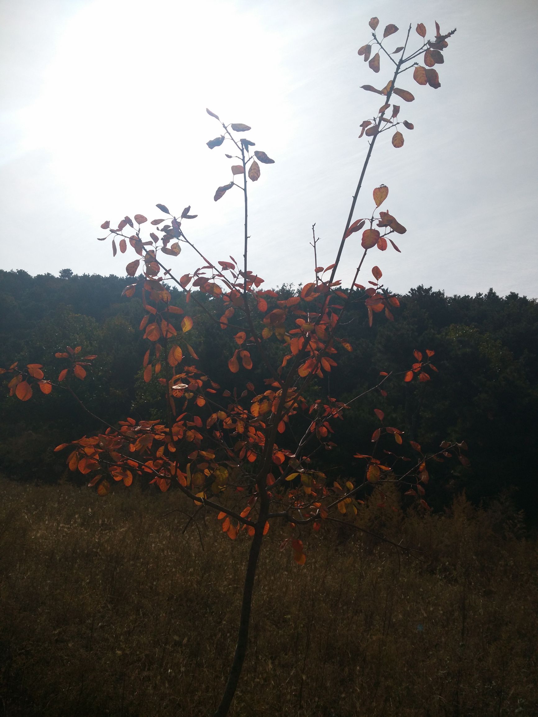 望峪山庄一日游攻略,望峪山