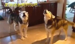 萌宠萌图第735：喵星人偷吃主人放在桌子上的食物