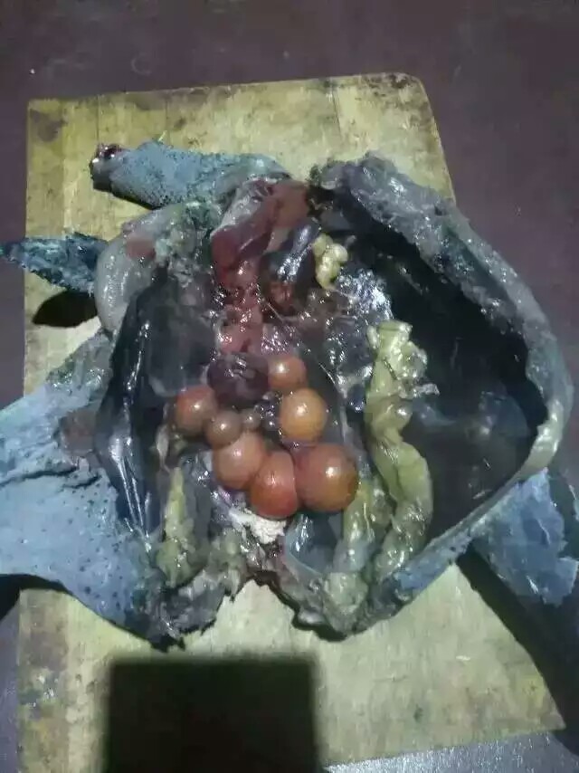 依托资源节约成本，养好鸡