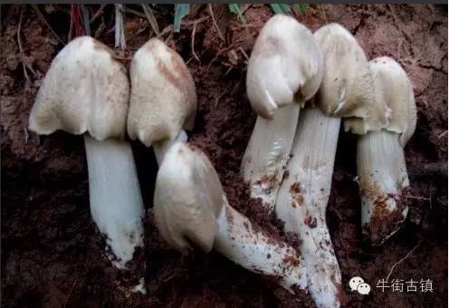 牛街自述,看完再也不嫌弃你了~~~