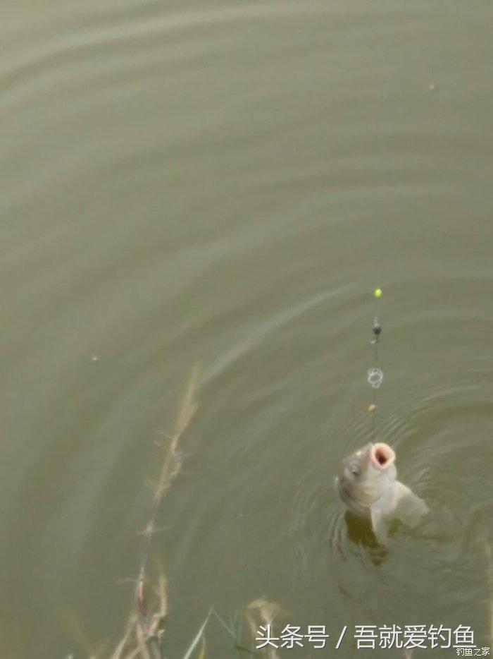 假休十月翻板初试失利恶犬护塘渔获数爆炸饵