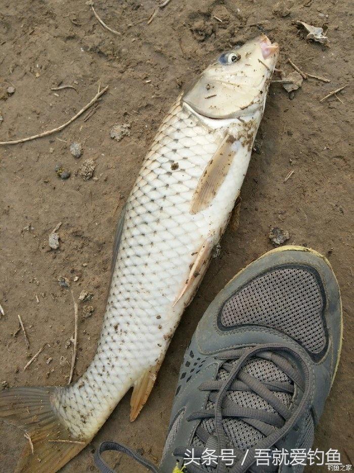 假休十月翻板初试失利恶犬护塘渔获数爆炸饵