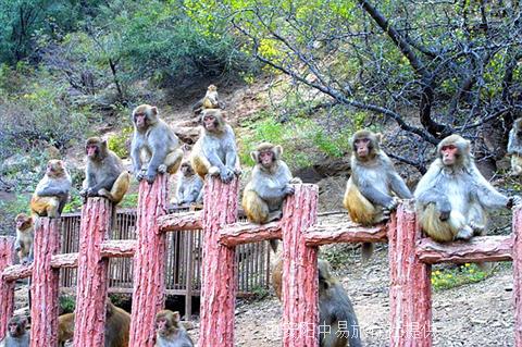 济源市五龙口景区门票,济源市猴山门票价格