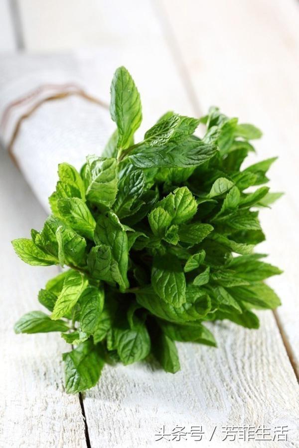 水培薄荷的营养液的做法,薄荷种子可以水培养殖吗