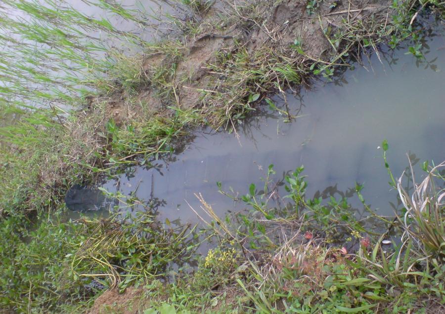 教你抓泥鳅黄鳝,手抓黄鳝技巧教学