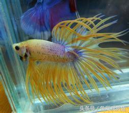 泰国斗鱼有多吸引人,泰国斗鱼动来动去