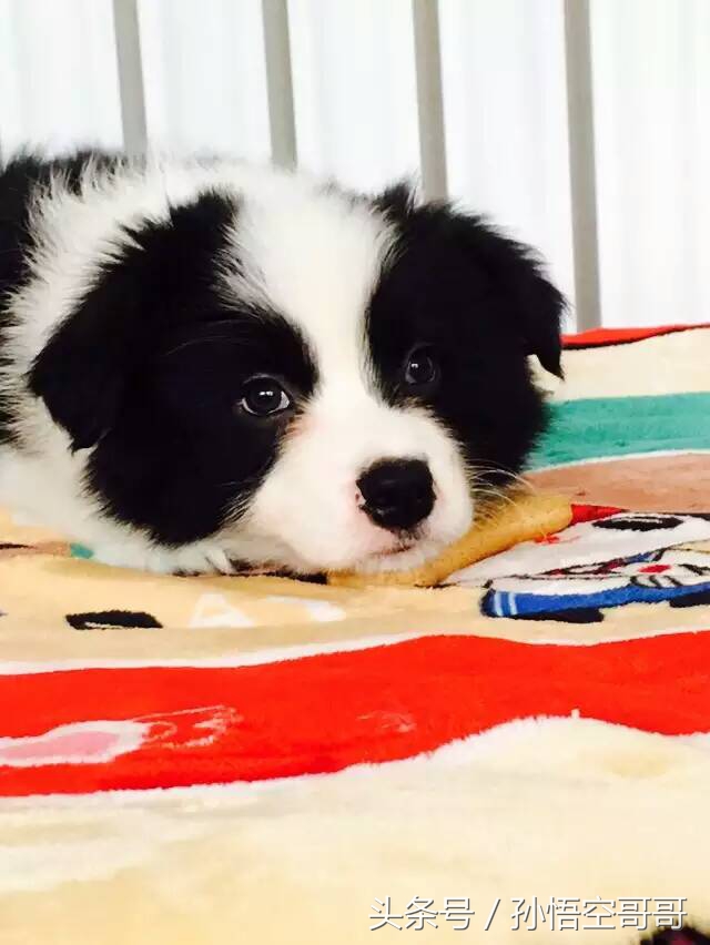 那些年我们养的萌宠,最聪明的边境牧羊犬好养不