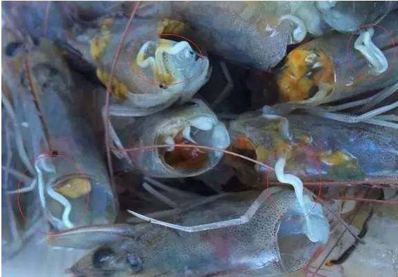 虾红腿病怎么处理,对虾红腿病能吃吗