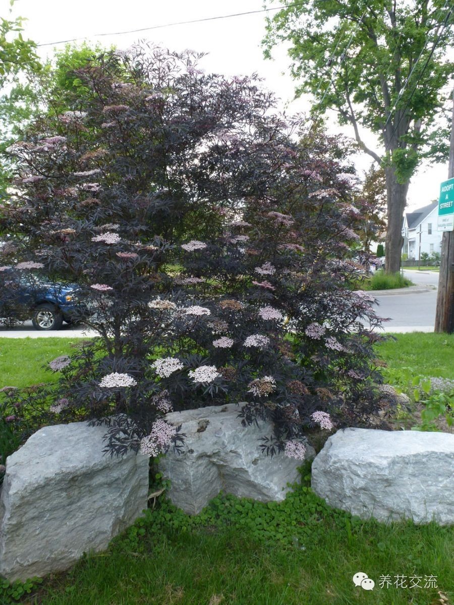 春季盆栽红枫出叶后不长,新栽的红枫出现黑叶