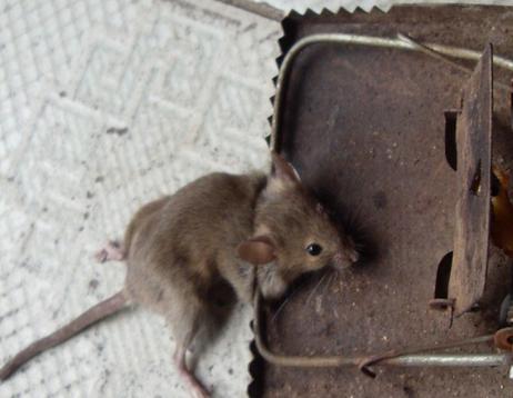 诡异录：鼠杀奇谭