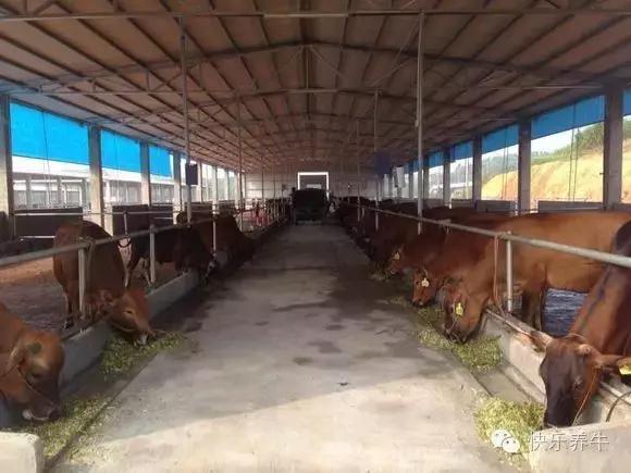 如何开一个养牛场赚钱,农村小型养牛场需要什么手续