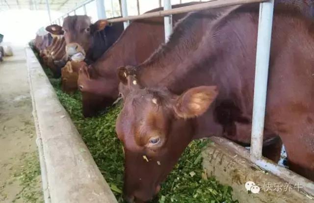 如何开一个养牛场赚钱,农村小型养牛场需要什么手续