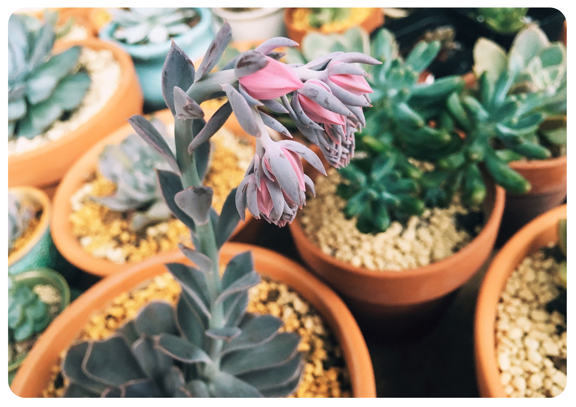 韩国初恋多肉怎样养,如何在大棚里养多肉花卉