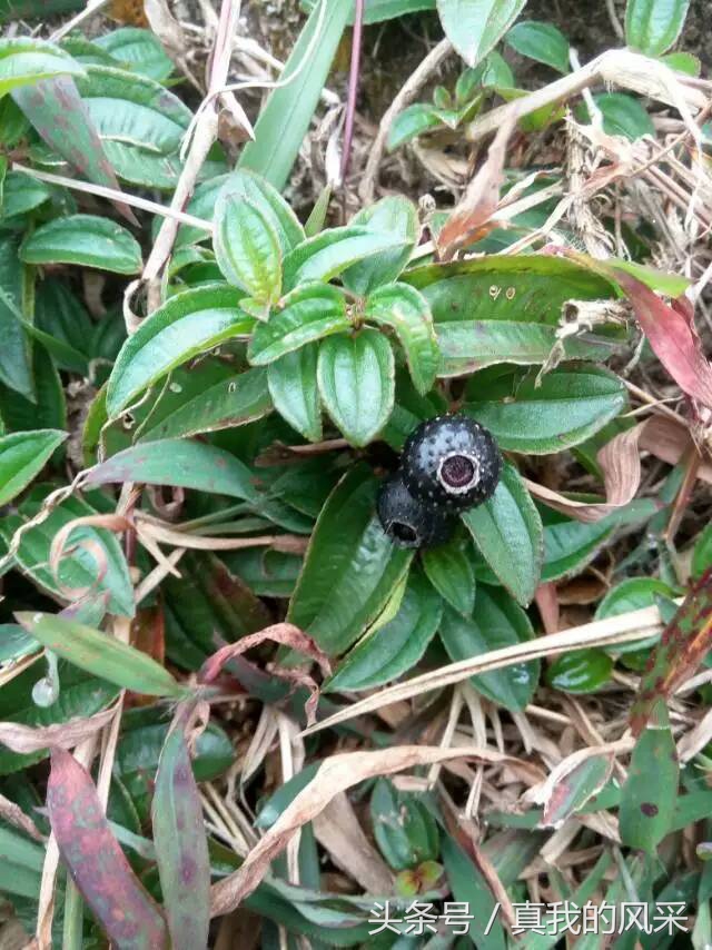 好食又好玩的广东信宜，约吗？