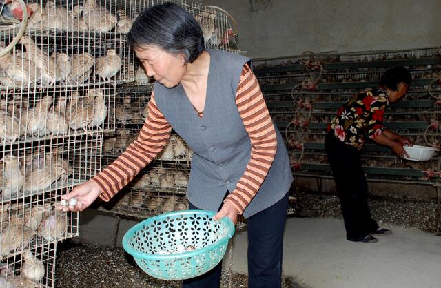 养鹌鹑好还是养鸽子好,养鹌鹑和蛋鸡哪个效益好