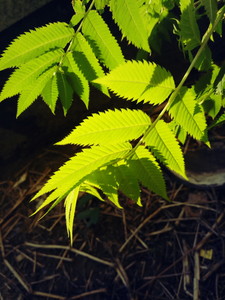 乐视乐2拍照体验,乐视手机乐2评测