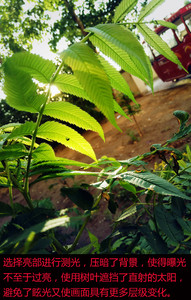 乐视乐2拍照体验,乐视手机乐2评测