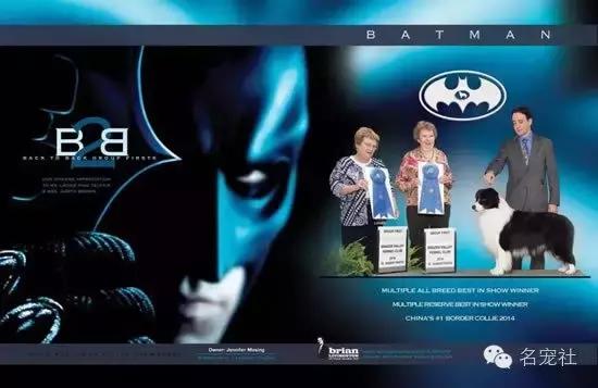 巴西淘淘老年犬,巴西淘淘幼犬狗粮