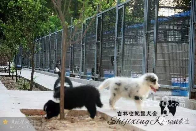 巴西淘淘老年犬,巴西淘淘幼犬狗粮