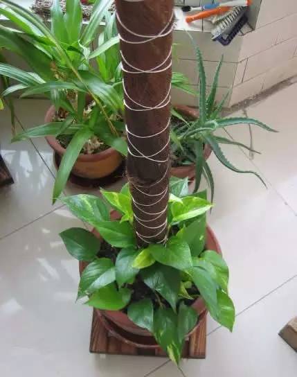 一般的绿萝可以做成绿萝柱,绿萝长出绿萝柱怎么弄好看