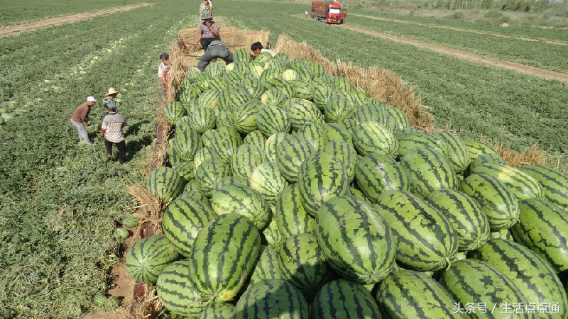 秀美中国之*疆新**