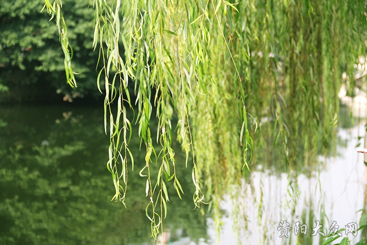 你眼中的四川是什么样子,资阳这个城市怎么样