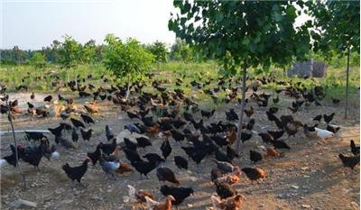 生态散养土鸡养殖技术,土鸡生态养殖技术探讨报告