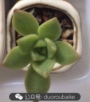 小盆多肉浸盆,小盆养多肉还用陶粒吗
