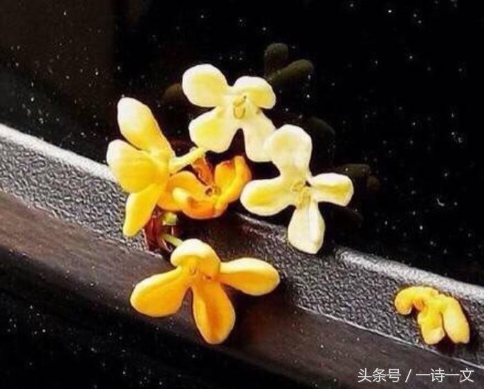 《唯有丹桂飘香八月馥郁芬芳》我,想你了荼蘼花事春已了