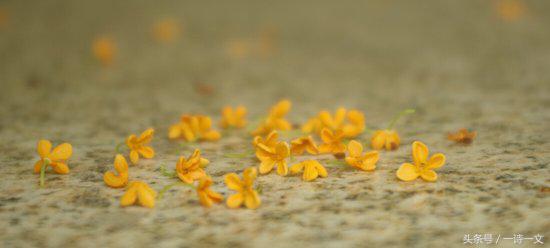《唯有丹桂飘香八月馥郁芬芳》我,想你了荼蘼花事春已了