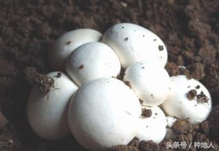 牛粪发酵种植双孢菌菇,牛粪种双孢蘑菇技术