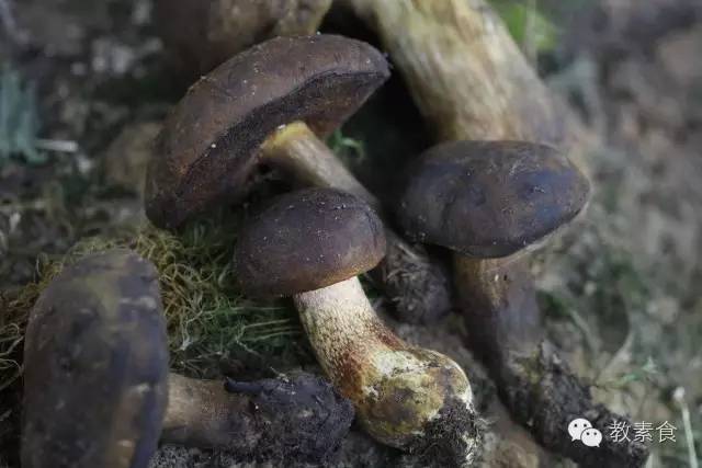 吃素好久没吃肉了,吃素一段时间就不想吃肉了