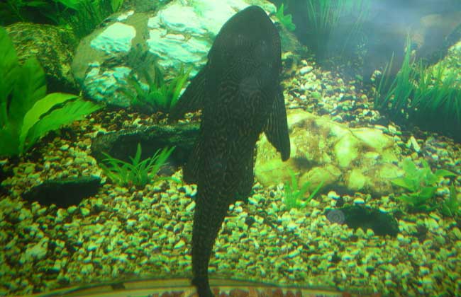 清道夫鱼有多脏,清道夫鱼的水族箱养殖技术