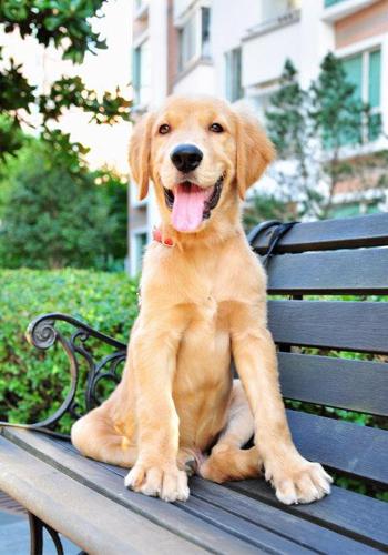 金毛犬训练方法免费教程,金毛犬好训练吗要怎么训练