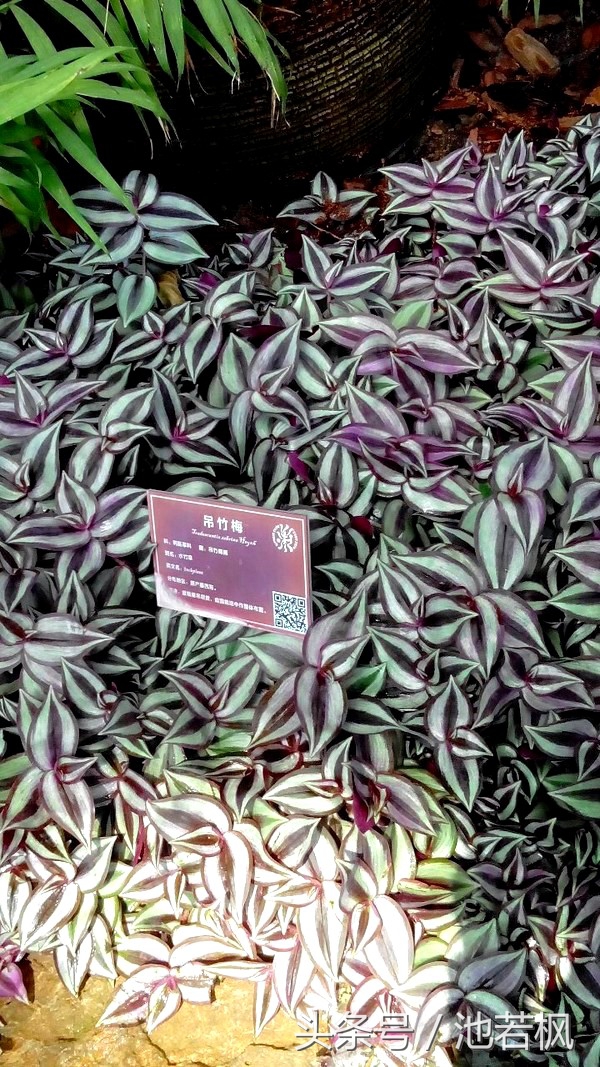 青岛,女汉子和小清新提前过端午