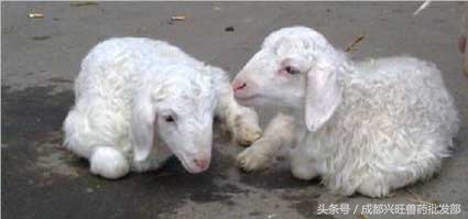 养殖的羊拉稀带黏液,养羊拉稀最快解决方法