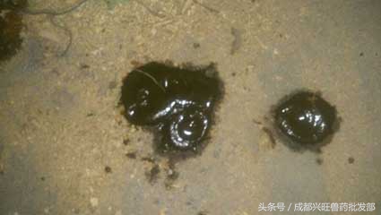 养殖的羊拉稀带黏液,养羊拉稀最快解决方法