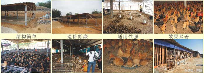 大棚发酵床养鸡,新型大棚发酵床养猪技术完整版