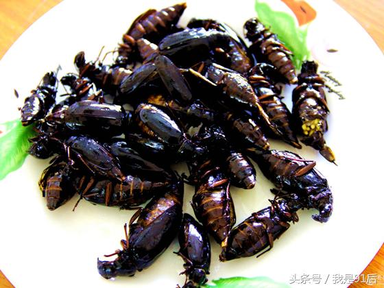 越南恶心的虫子大餐,广东人常吃的虫子