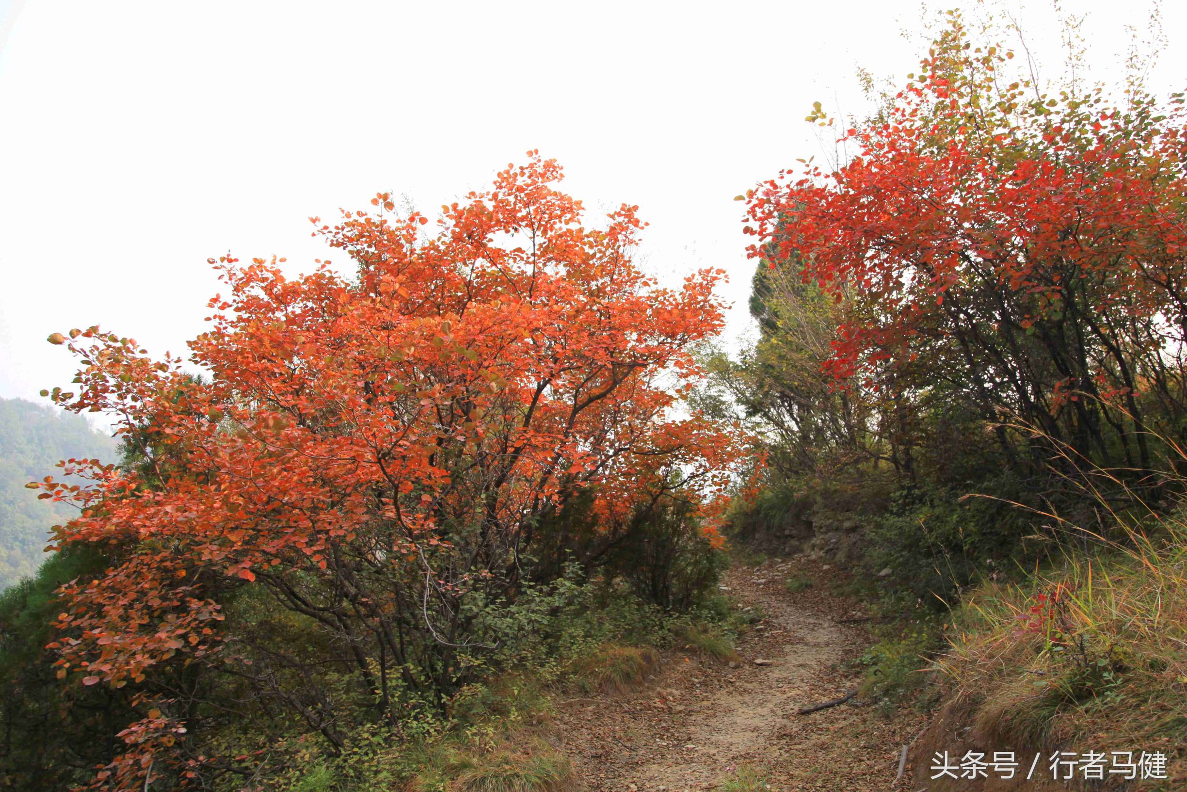 错过了邢台云梦山，太行山最大的红叶区，就相当于错过了整个秋天