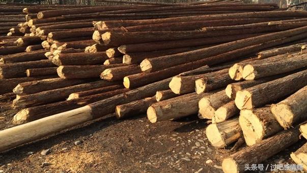 吉他木材种类和音色的区别,不同材质吉他弦区别