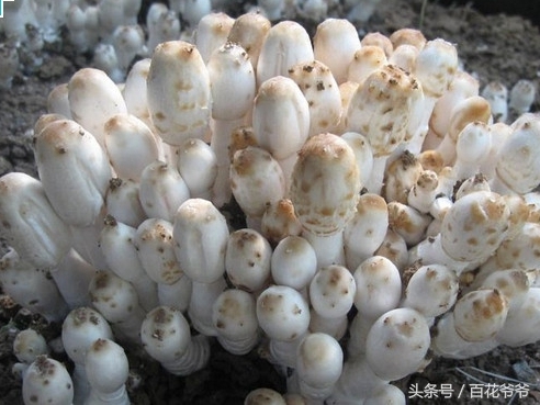 粉碎的玉米芯种植蘑菇方法和步骤,阳台种蘑菇的正确方法