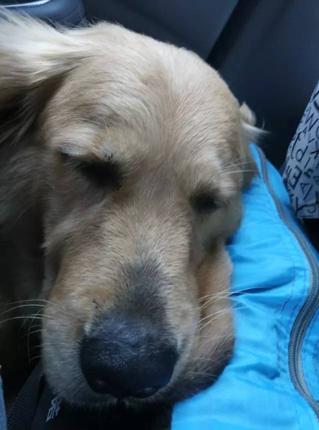 自驾川西带金毛,长途自驾带金毛